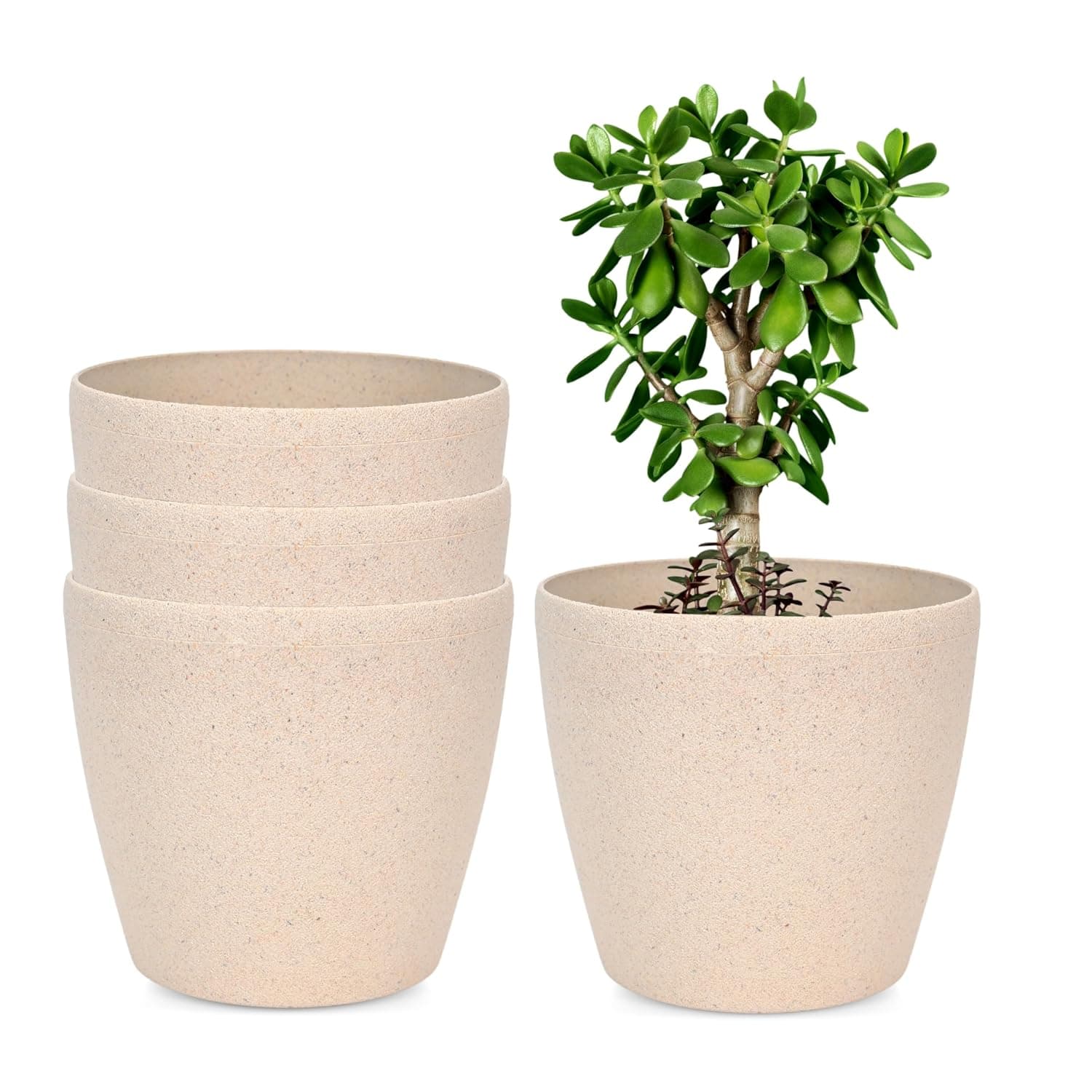 Self-Watering Tulsi Pots